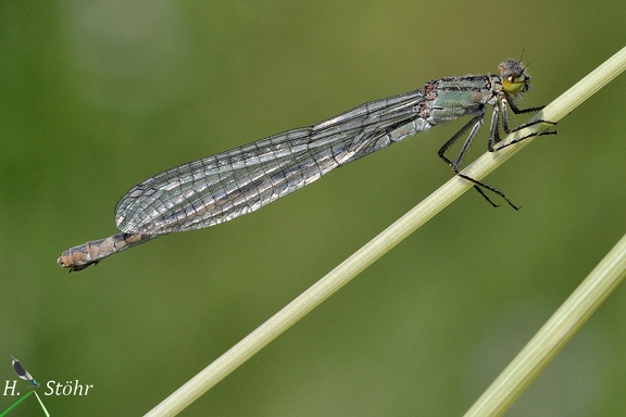 Gemeine Becherjungfer (Enallagma cyathigerum)